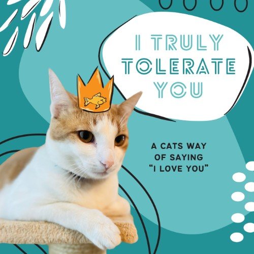 CAIG2959-Fur Fest Cats Tolerate Us.jpg