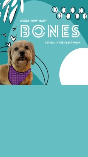 CAIGS2243-Fur Fest Guess How Many Bones.jpg
