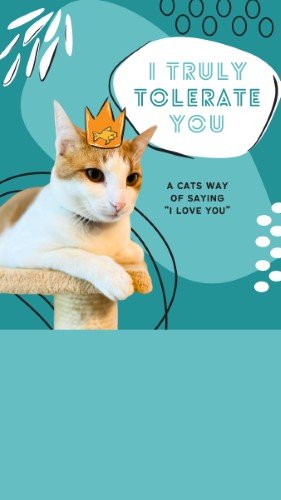 CAIGS2247-Fur Fest Cats Tolerate Us.jpg