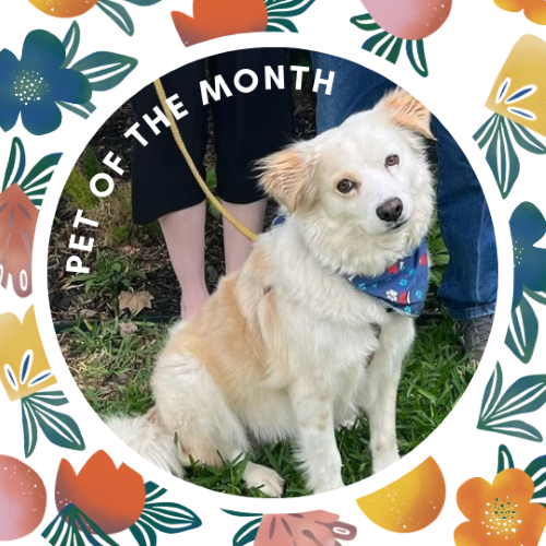 CAIG2977-Mod Spring Pet of the Month.png