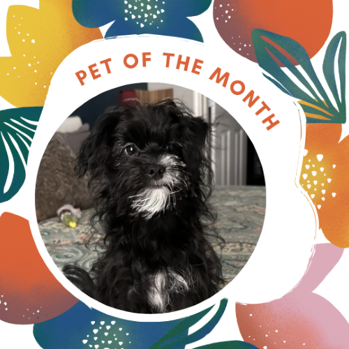 CAIG2978-Mod Spring 2 Pet of the Month.png