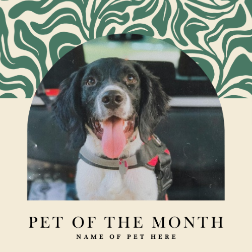 CAIG2982-Mod Spring 6 Pet of the Month.png