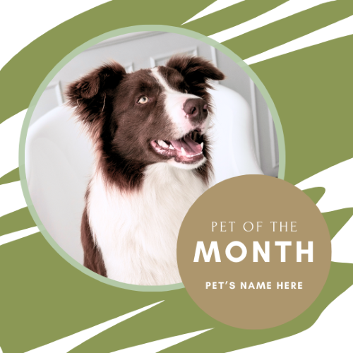 CAIG2985-Simple Green Pet of the Month.png