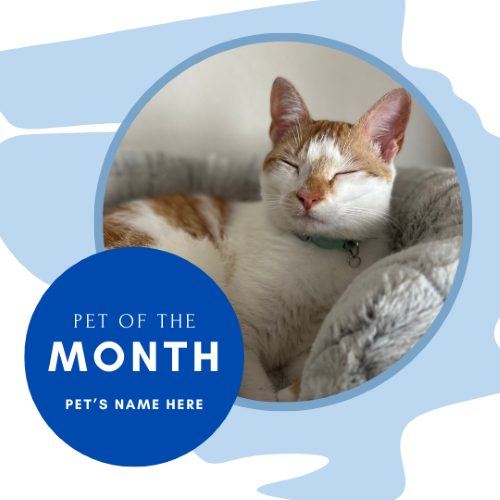 CAIG2986-Simple Blue Pet of the Month.png
