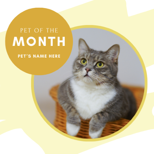 CAIG2987-Simple Yellow Pet of the Month.png