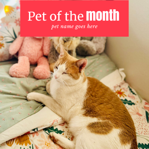 CAIG2989-Pink Box Pet of the Month.png