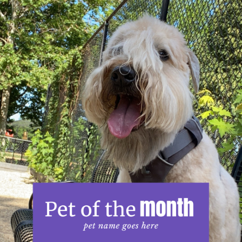 CAIG2990-Purple Box Pet of the Month.png