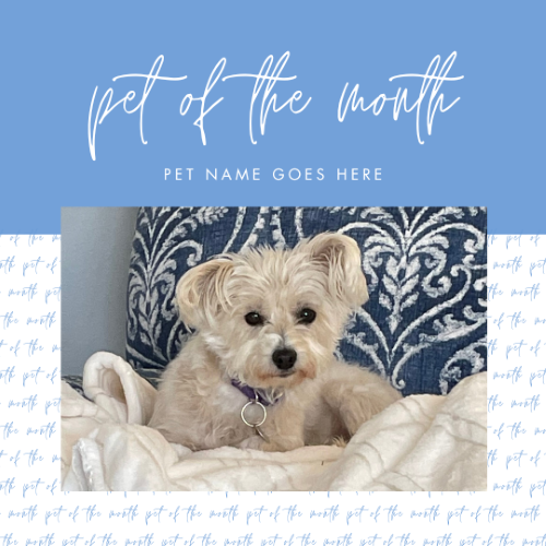 CAIG2991-Script Pattern Pet of the Month.png