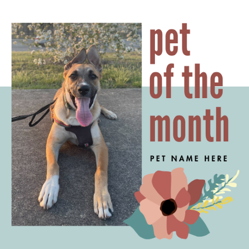 CAIG2993-Mauve Flower Pet of the Month.png