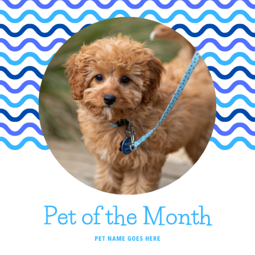 CAIG2996-Blue Lines Pet of the Month.png