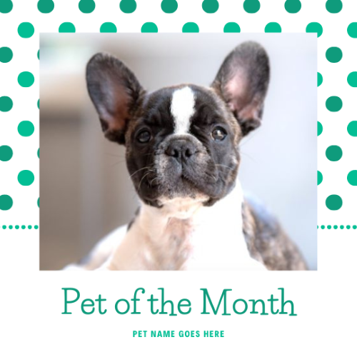 CAIG2998-Green Spots Pet of the Month.png