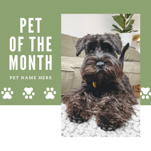 CAIG3001-Green Paw Prints Pet of the Month.png