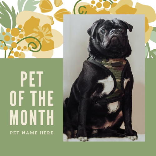 CAIG3003-Yellow Floral Pet of the Month.png