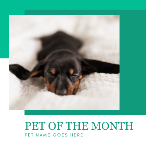 CAIG3005-Green Squares Pet of the Month.png