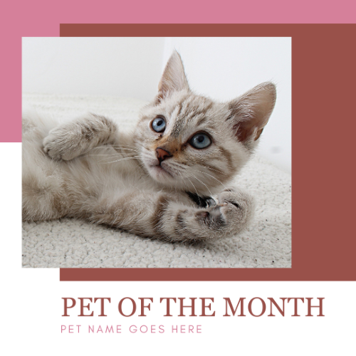 CAIG3006-Mauve Squares Pet of the Month.png