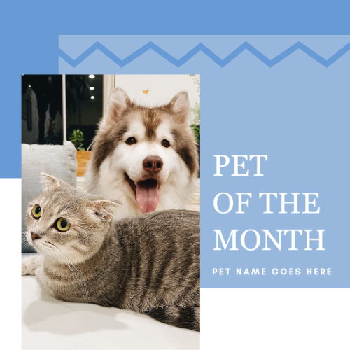 CAIG3008-Blue Zig Zag Pet of the Month.png