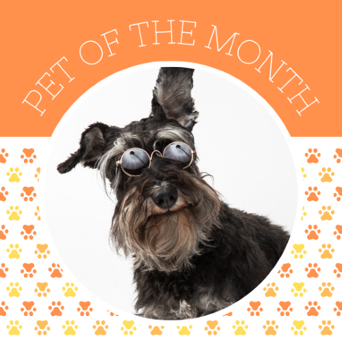 CAIG3011-Orange Paw Prints Pet of the Month.png