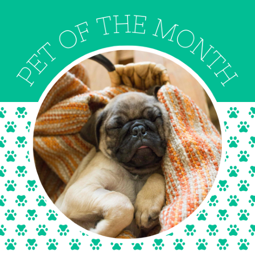 CAIG3012-Green Paw Prints Pet of the Month.png