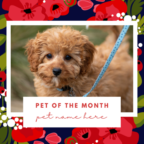 CAIG3015-Winter Floral 2 Pet of the Month.png