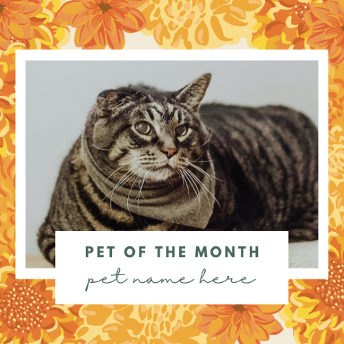 CAIG3016-Orange Florals Pet of the Month.png
