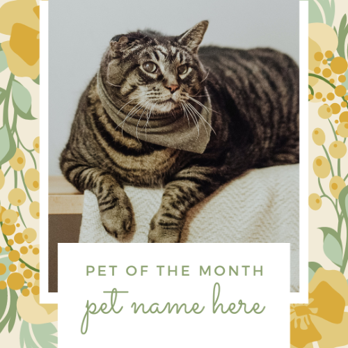 CAIG3019-Yellow Floral 2 Pet of the Month.png
