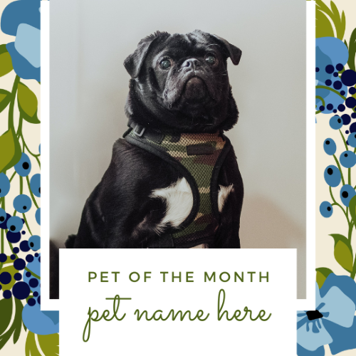 CAIG3020-Blue Florals Pet of the Month.png