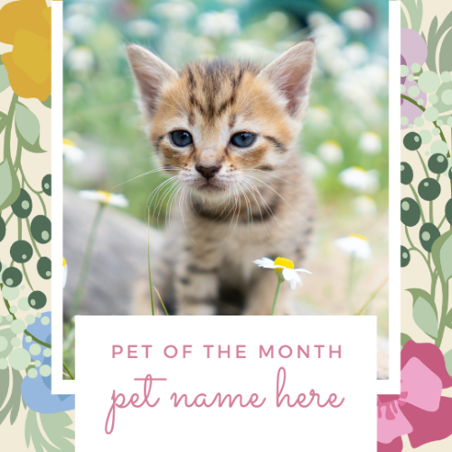 CAIG3021-Multi Floral Pet of the Month.png
