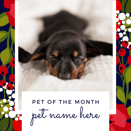 CAIG3022-Winter Floral 3 Pet of the Month.png