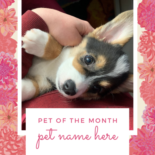 CAIG3023-Pink Wildflowers Pet of the Month.png