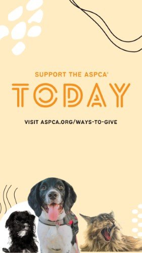 CAIGS2264-ASPCA Donation Link 1.jpg