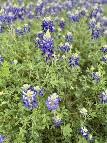 Stock Photo Bluebonnets.jpeg