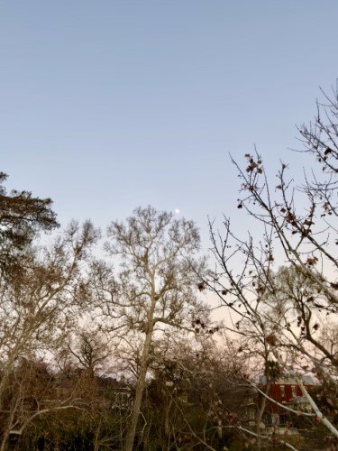 Stock Photo Moon Trees.jpeg