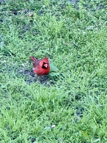 Stock Photo Red Cardinal.jpeg