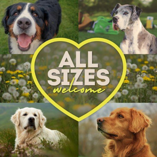 CAIG3750-All Sizes Welcome Dogs.jpg