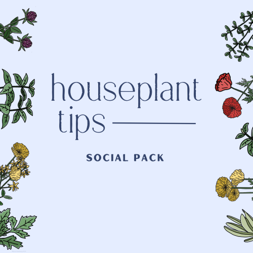 CAIG3944-Houseplant Tips Social Pack.png