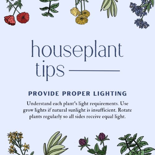 CAIG3946-Houseplant Tips Light.jpg