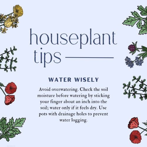 CAIG3947-Houseplant Tips Water.jpg