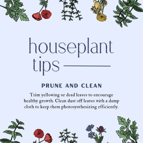CAIG3948-Houseplant Tips Prune.jpg