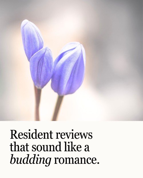 CAIG5871-Budding Romance Resident Reviews.jpg