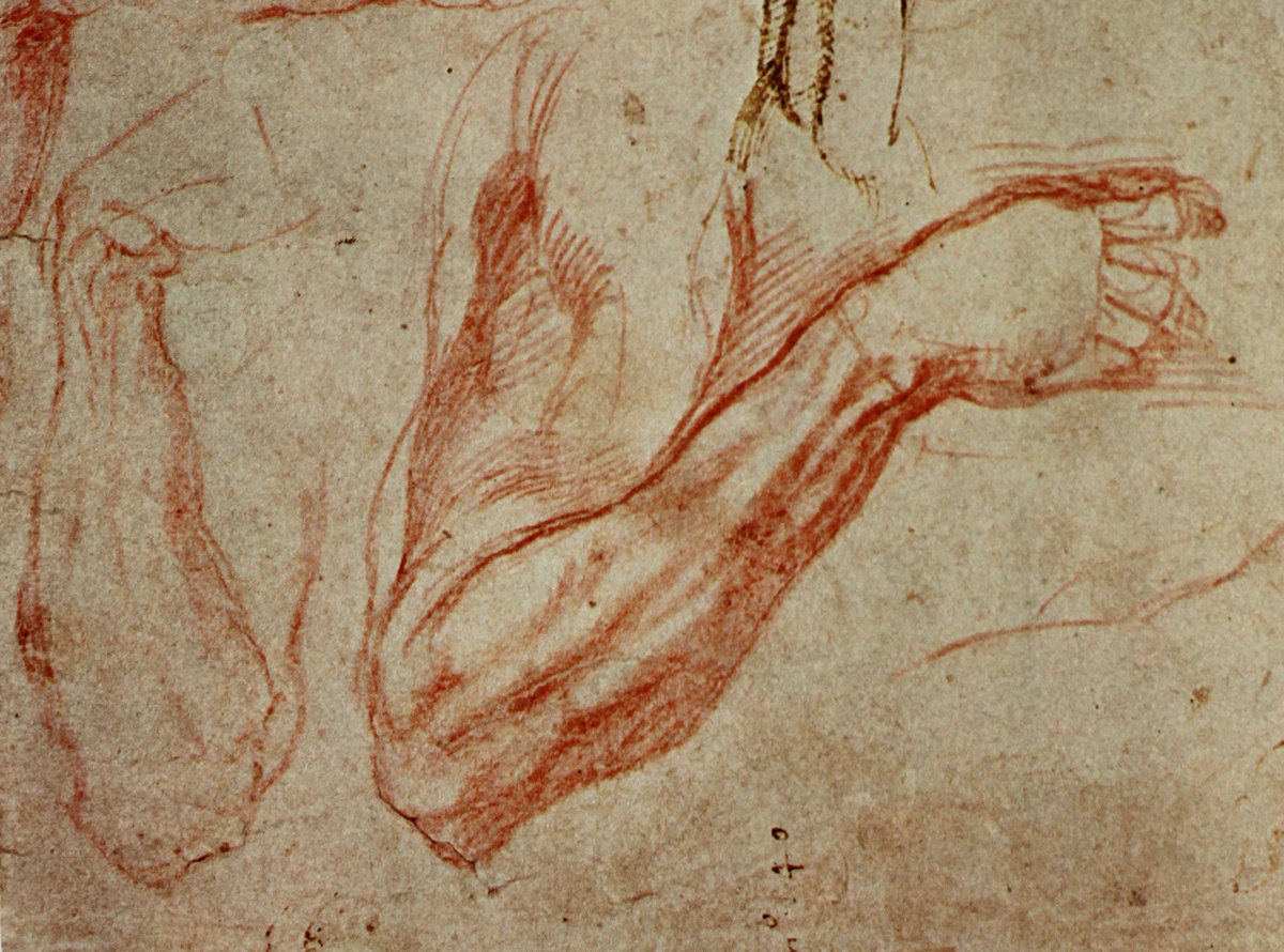 michelangelo arm studies.jpg