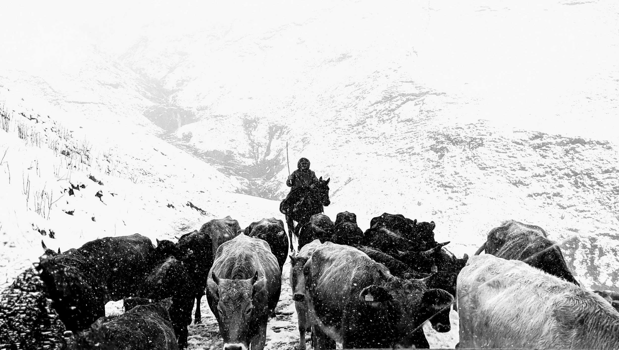 BnW snow cattle-2.JPG