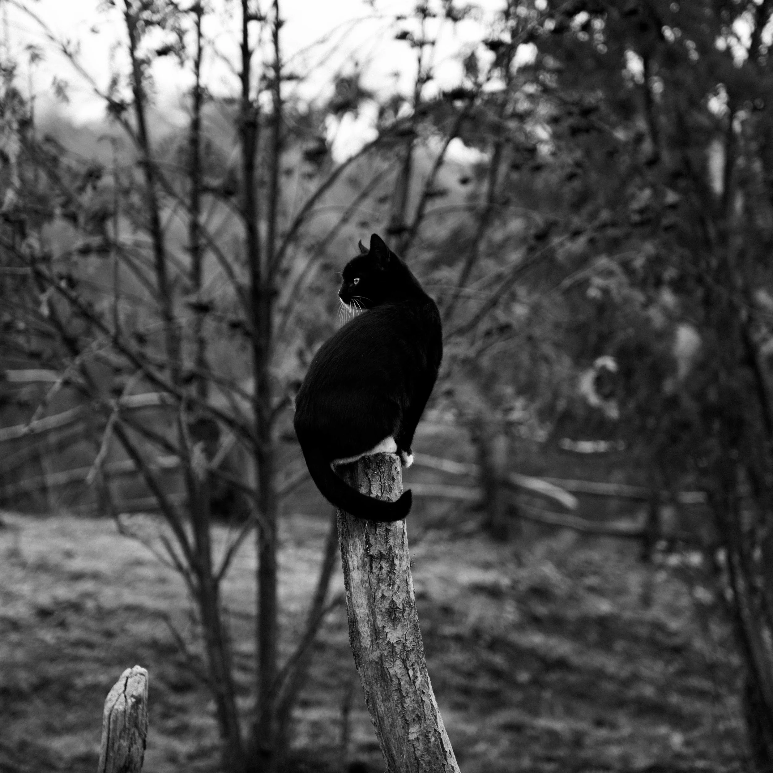 DSC_2034.jpg