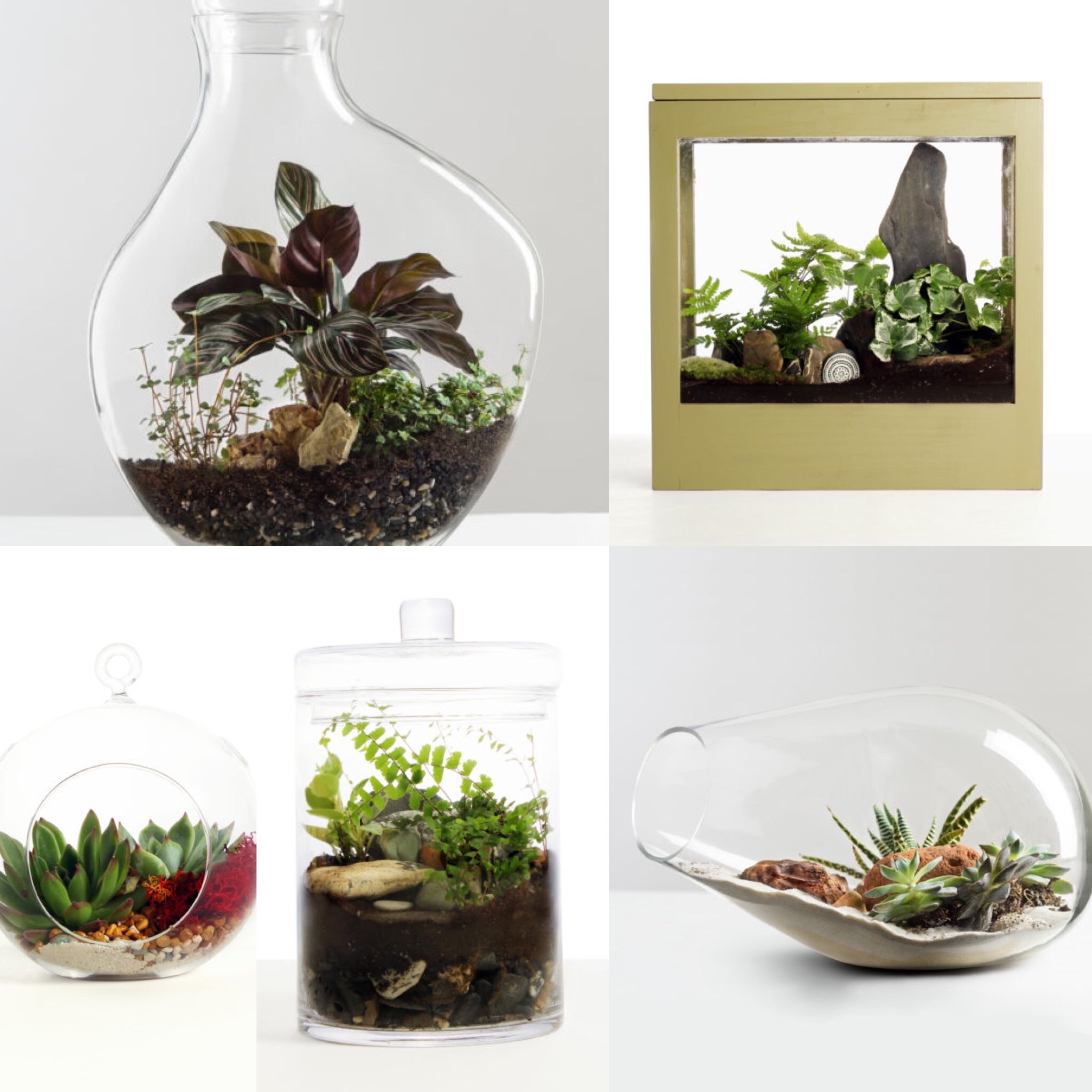 Muddy Toes Terrariums.jpeg
