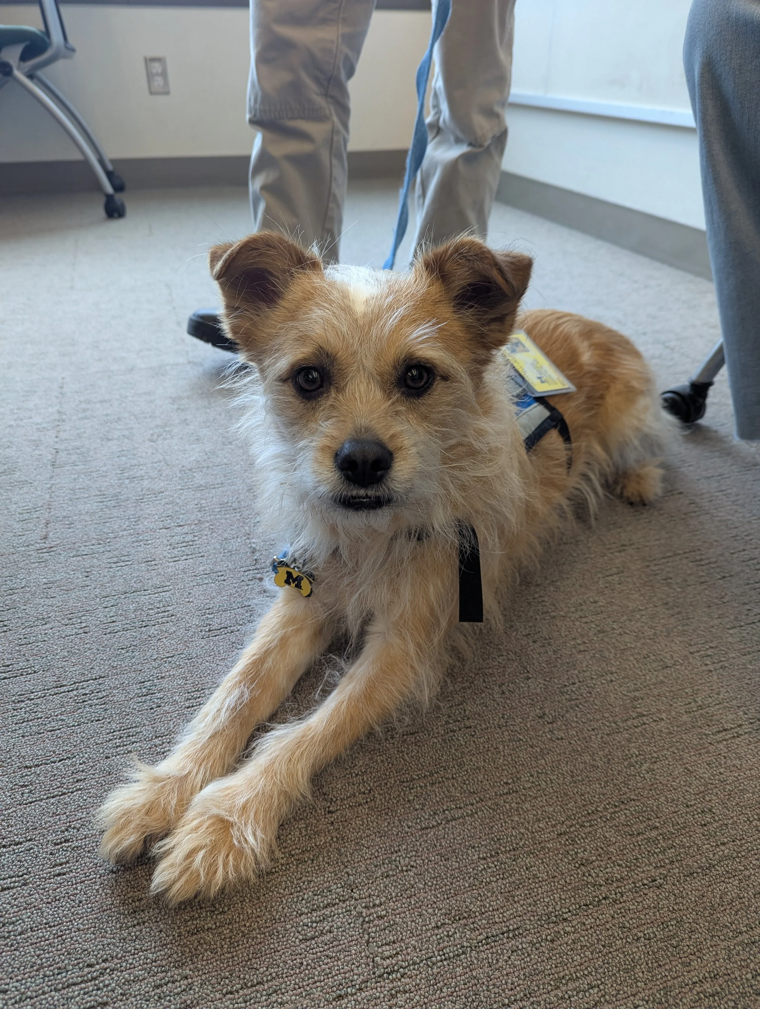 miLEAD Appreciation Week 2026 - Therapy Dog Nico!