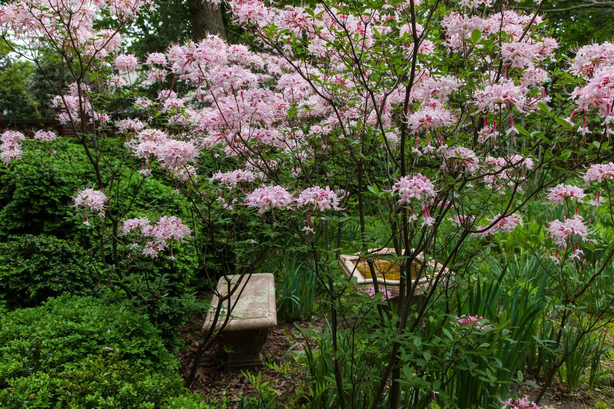 DumbartonOaks_BarrettDoherty_04.jpg