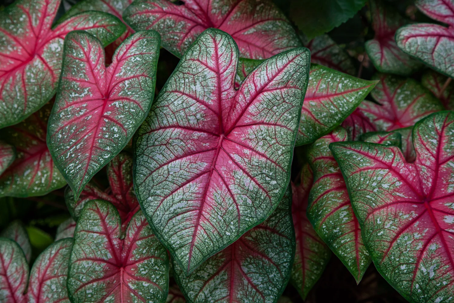 NYBG_14_BarrettDoherty_2018.jpg
