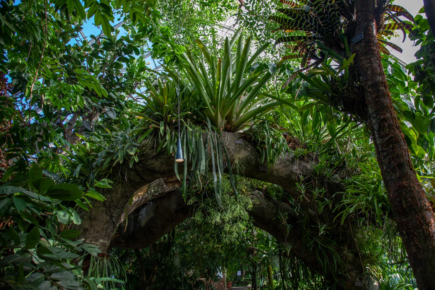 NYBG_16_BarrettDoherty_2018.jpg