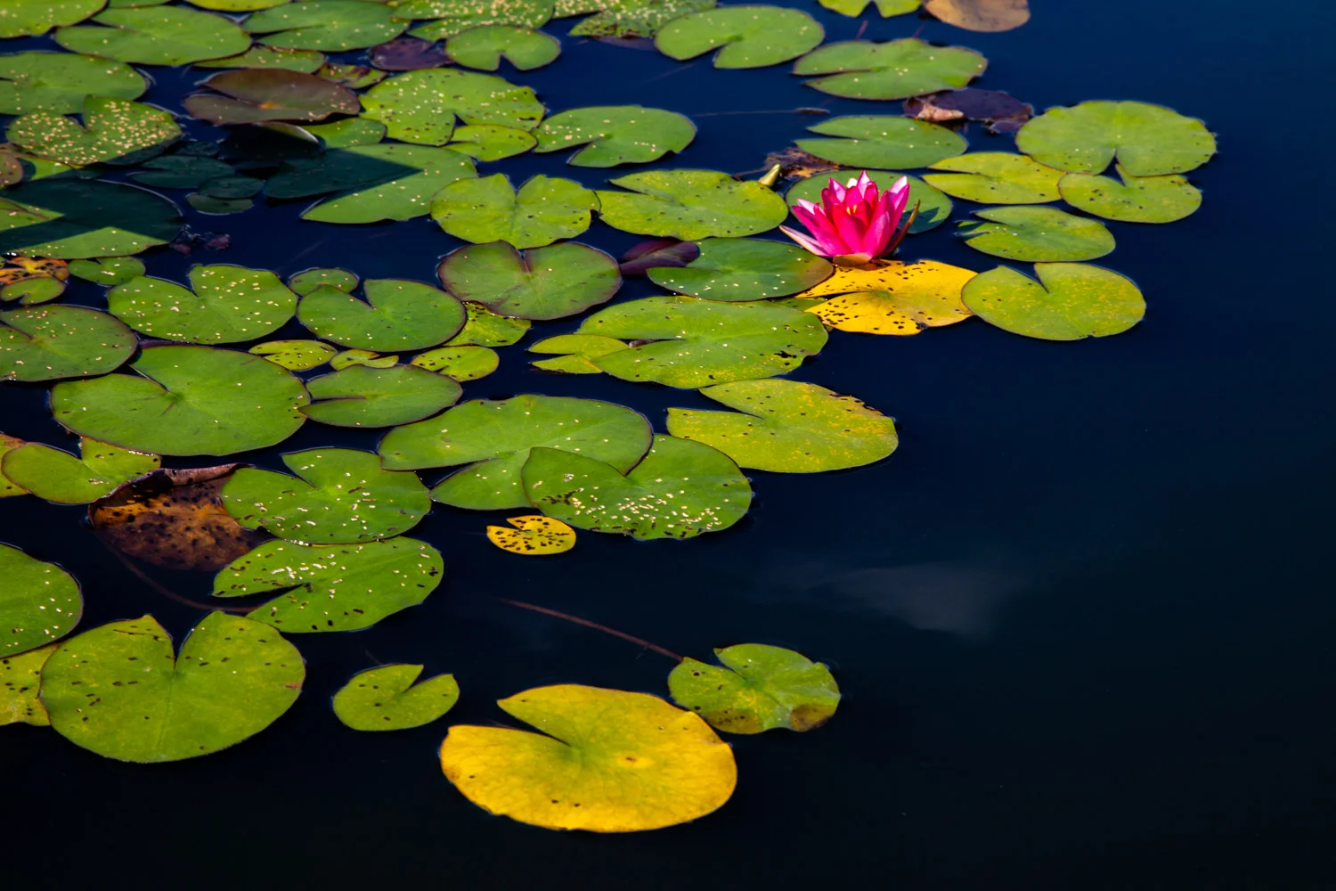 NYBG_17_BarrettDoherty_2018.jpg