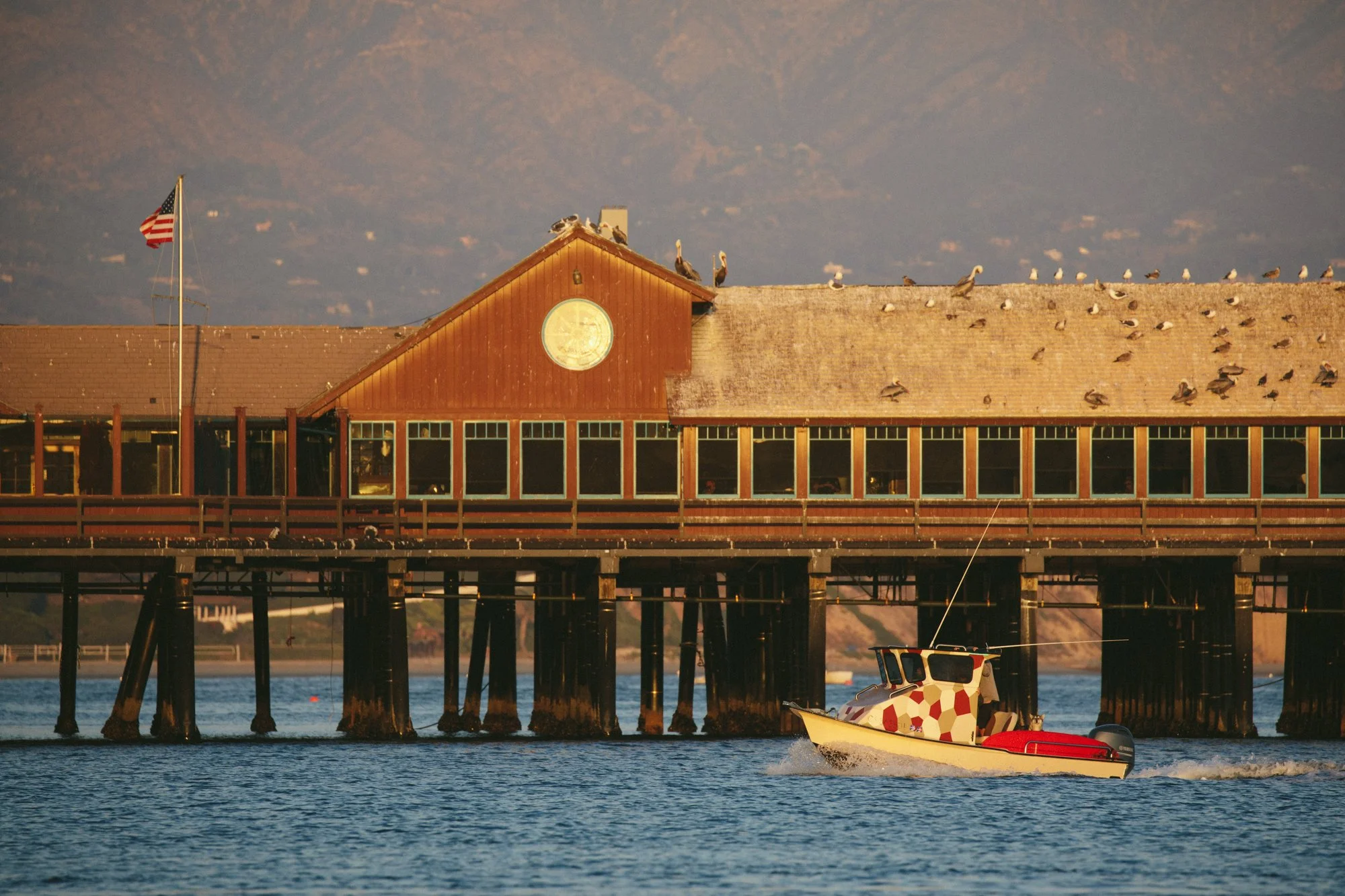  island fox and the santa barbara wharf, photographed by Erin Feinblatt 