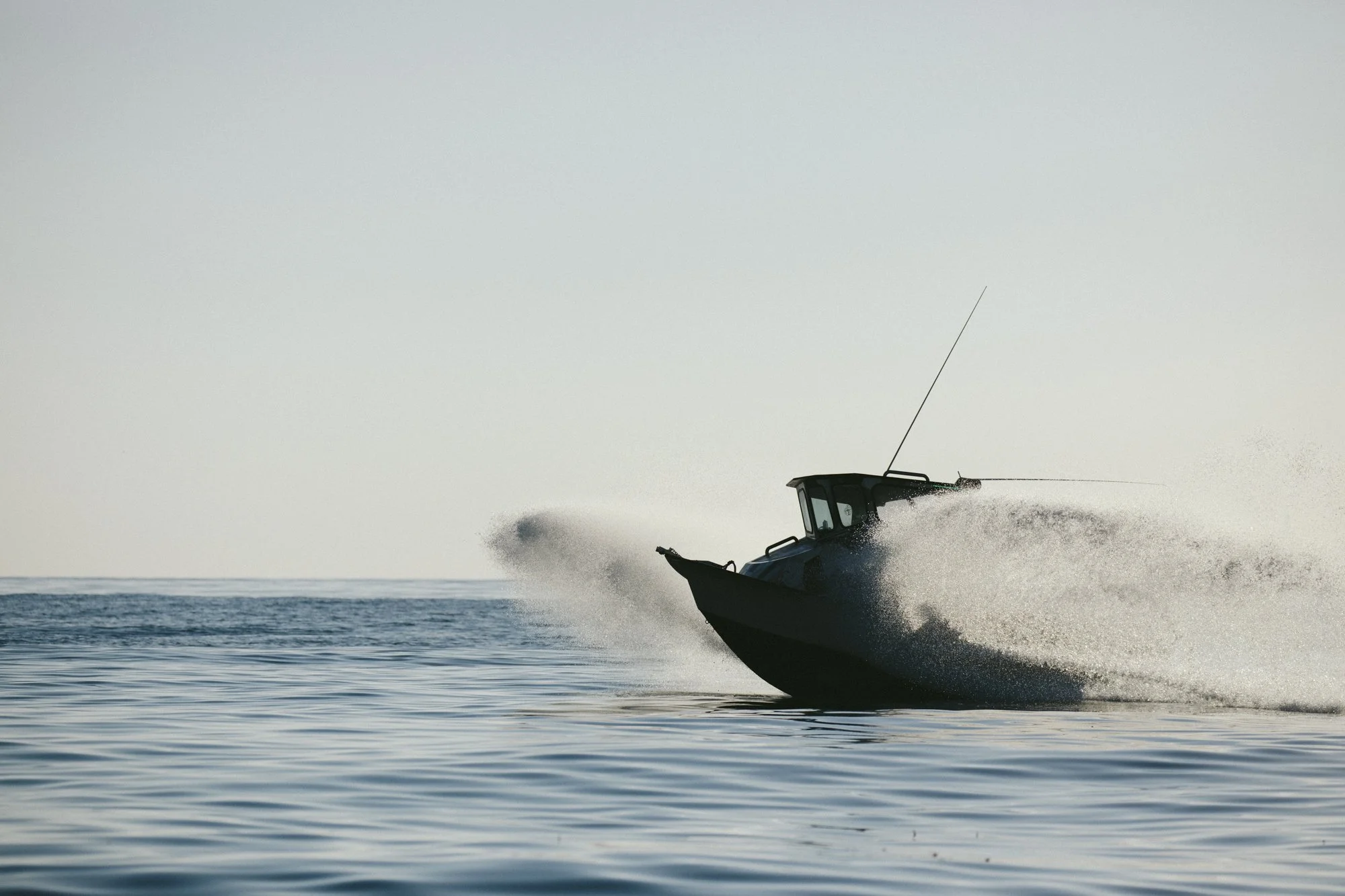  island fox silhouetted underway, photographed by Erin Feinblatt 